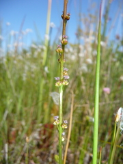 Triglochin palustris