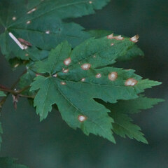 Cristulariella depraedans