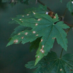 Cristulariella depraedans