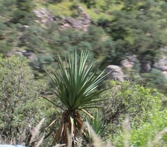 Yucca