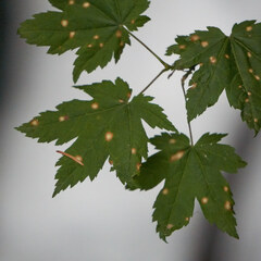 Cristulariella depraedans