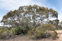 Eucalyptus oleosa