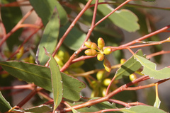 Eucalyptus oleosa