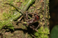 Ophiocordyceps