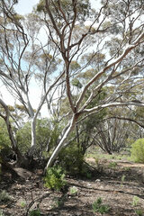 Eucalyptus oleosa