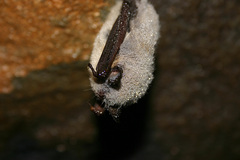 Myotis