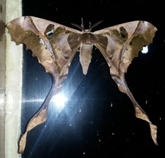 Copiopteryx sonthonnaxi