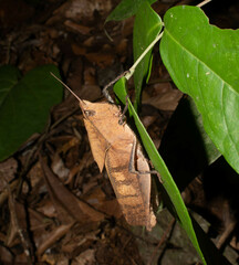 Colpolopha latipennis