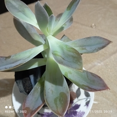 Graptopetalum