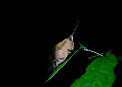 Colpolopha latipennis