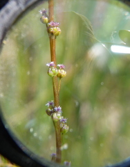 Triglochin palustris