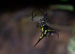 Micrathena schreibersi