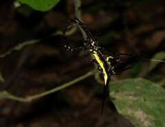 Micrathena schreibersi