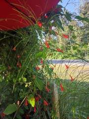 Russelia equisetiformis