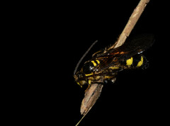 Campsomerinae