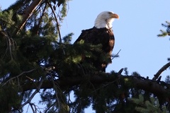 Haliaeetus leucocephalus washingtoniensis