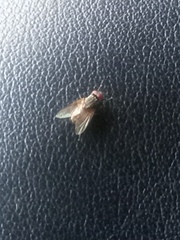 Musca domestica
