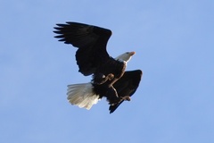 Haliaeetus leucocephalus washingtoniensis