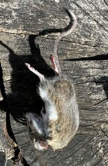 Peromyscus maniculatus