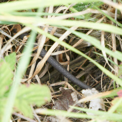 Serpentes