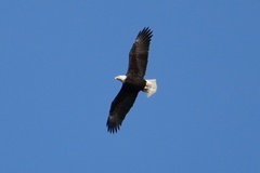 Haliaeetus leucocephalus washingtoniensis
