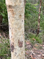 Corymbia citriodora