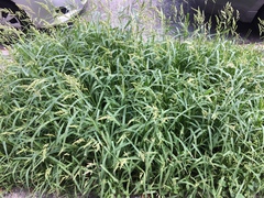 Echinochloa