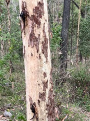 Corymbia citriodora