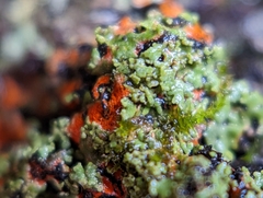 Phaeophyscia rubropulchra
