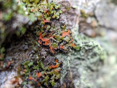 Phaeophyscia rubropulchra