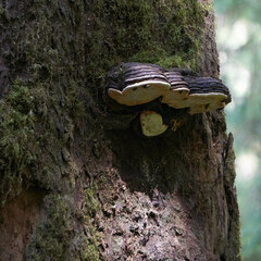 Fomitopsis
