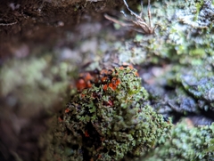 Phaeophyscia rubropulchra