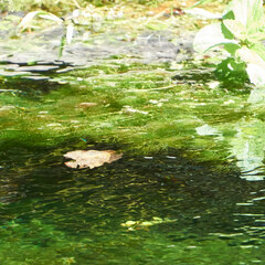 Ranunculus trichophyllus