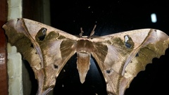 Copiopteryx sonthonnaxi