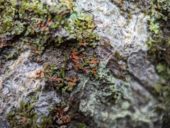 Phaeophyscia rubropulchra