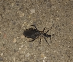 Triatoma