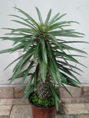 Pachypodium lamerei