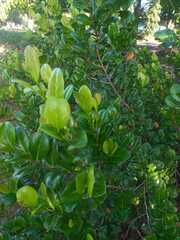 Krugiodendron