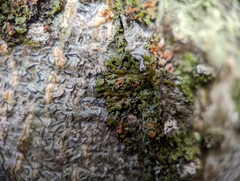 Phaeophyscia rubropulchra