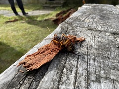 Hemideina crassidens