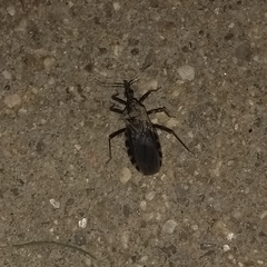 Triatoma