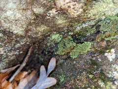 Phaeophyscia rubropulchra