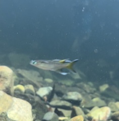 Pseudomugil signifer