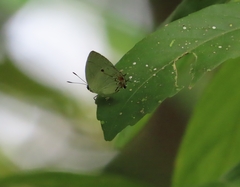 Iaspis andersoni