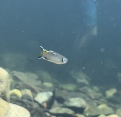 Pseudomugil signifer