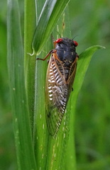 Magicicada cassinii
