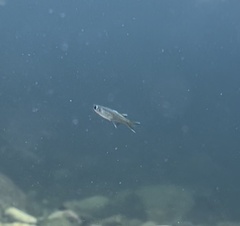 Pseudomugil signifer