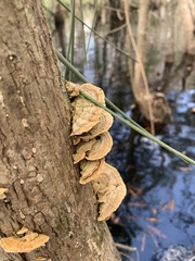 Cerrenaceae