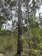 Corymbia tessellaris