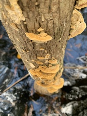 Cerrenaceae